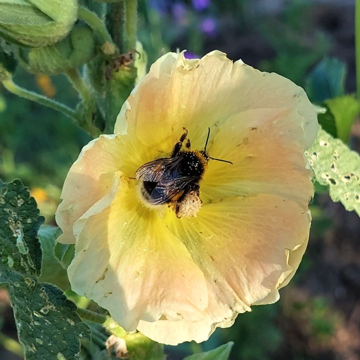 Blüte